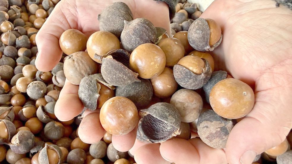 Unter der harten Schale verbirgt sich ein fast cremiger Kern. Foto: Carola Frentzen/dpa