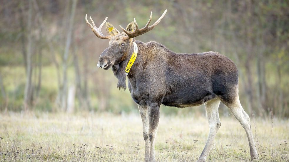 Nicht nur die Wissenschaftler trauern um ihn - auch für Menschen im Naturpark ist sein Tod ein Verlust. (Archivbild) Foto: Ingolf König-Jablonski/dpa-Zentralbild/ZB