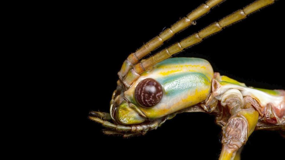 Die Tiere können Pflanzenteile wie Äste oder Blätter nachahmen, um sich zu tarnen. (Handout) Foto: Braxton Jones/University of Sydney/dpa