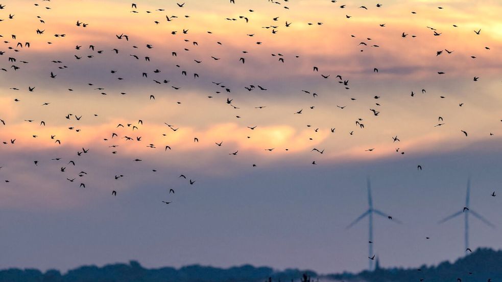 Die Zugvögel sammeln sich derzeit auf abgeernteten Felder in Brandenburg für ihren Weiterflug in Richtung Süden zu den Überwinterungsgebieten.  Foto: Frank Hammerschmidt/dpa