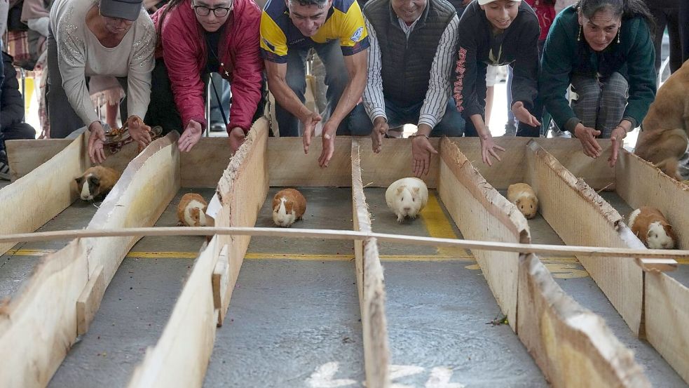 Meerschweinchenrennen gehören in mehreren Regionen Ecuadors zu den Volksbräuchen. Foto: Dolores Ochoa/AP/dpa