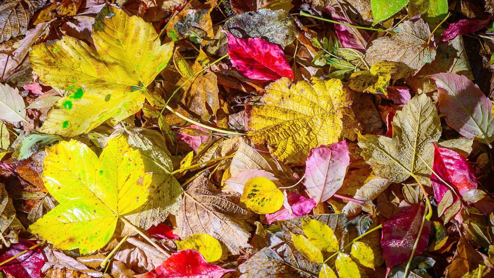 Vom Regen nasses und herbstlich buntes Laub liegt in einem Garten. Foto: Patrick Pleul/DPA