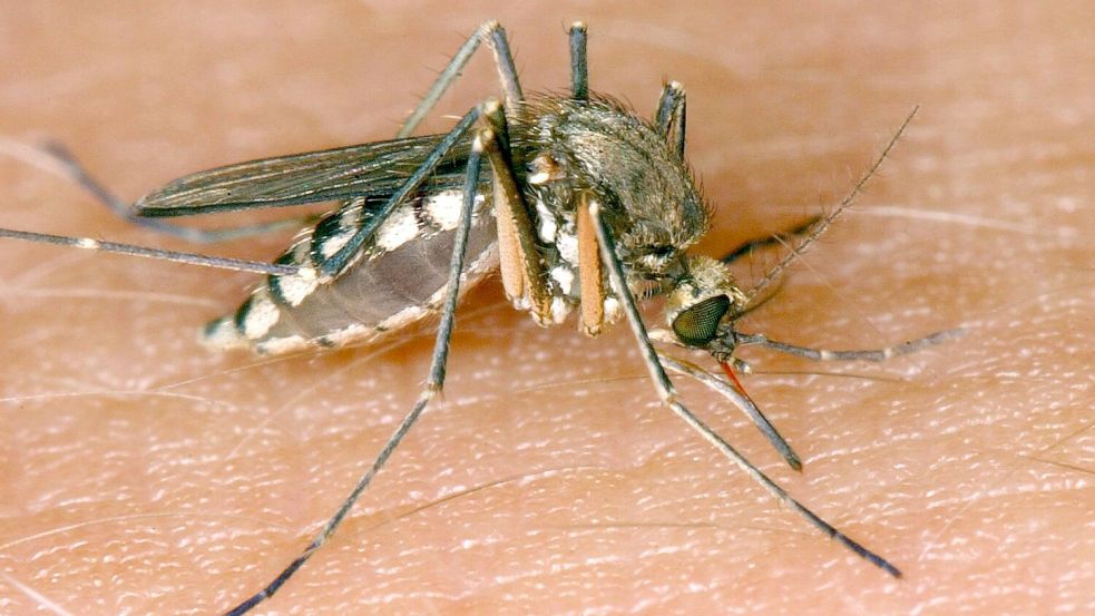 Das Sindbis-Virus (SINV) wird durch Stechmücken übertragen. Foto: Andreas Lander/dpa-Zentralbild/dpa