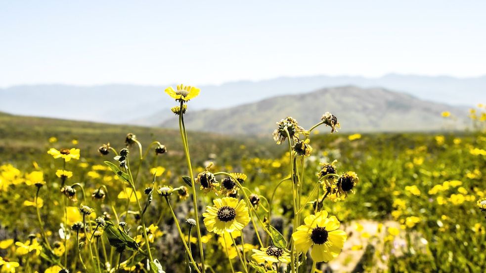 An einem der trockensten Orte der Welt sprießen zahlreiche Blumen.  Foto: Ignacio Villarroel/Agencia Uno/dpa