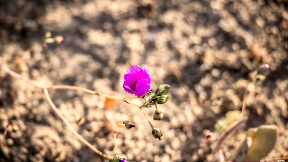 Blumen in der Wüste: Die Ursache für diese kuriose Situation im südlichen Frühling ist in dem Klimaphänomen „El Niño“ zu sehen.  Foto: Ignacio Villarroel/Agencia Uno/dpa