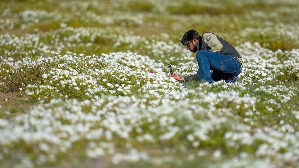 Der Höhepunkt der Blütenpracht ist jetzt im Oktober zu beobachten. Foto: Esteban Felix/AP/dpa