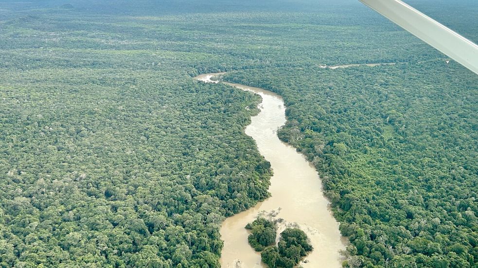 Der Amazonas-Regenwald steht beim Wahlkampf dieses Jahr weniger im Fokus. (Archivbild) Foto: Philipp Znidar/dpa