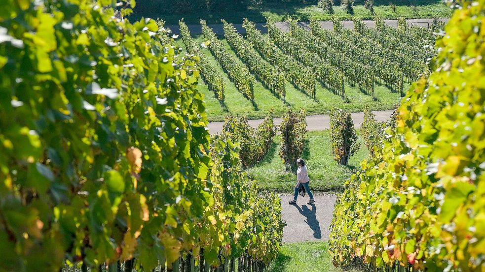 Der Leichnam der jungen Frau aus Großheide wurde in einer Mülltonne versteckt in einem Weinberg bei Stuttgart gefunden. Foto: DPA
