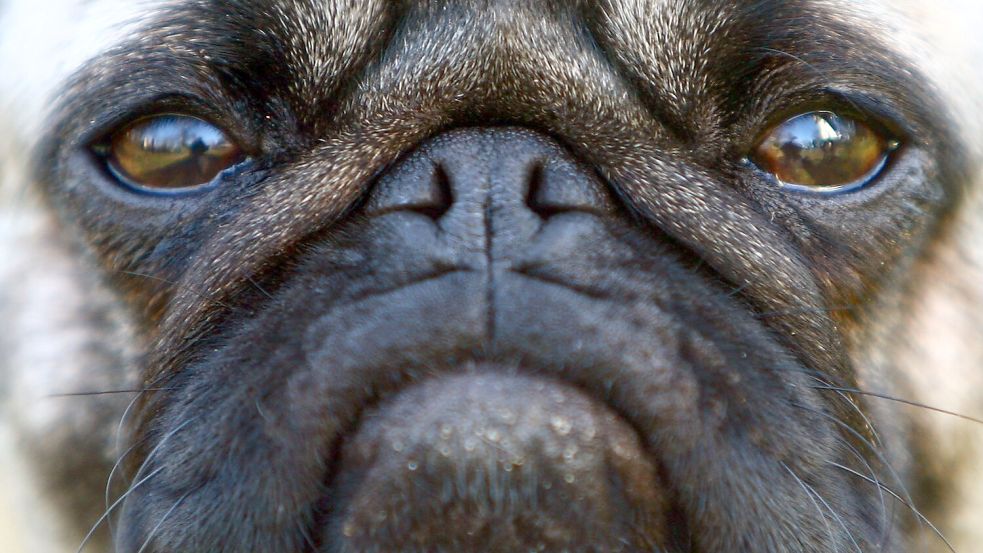 Hitze und Belastung können bei kurznasigen Hunden schwere Atemnot auslösen, die in Extremfällen zum Ersticken führen kann. (Symbolbild)  Foto: Fredrik von Erichsen/dpa