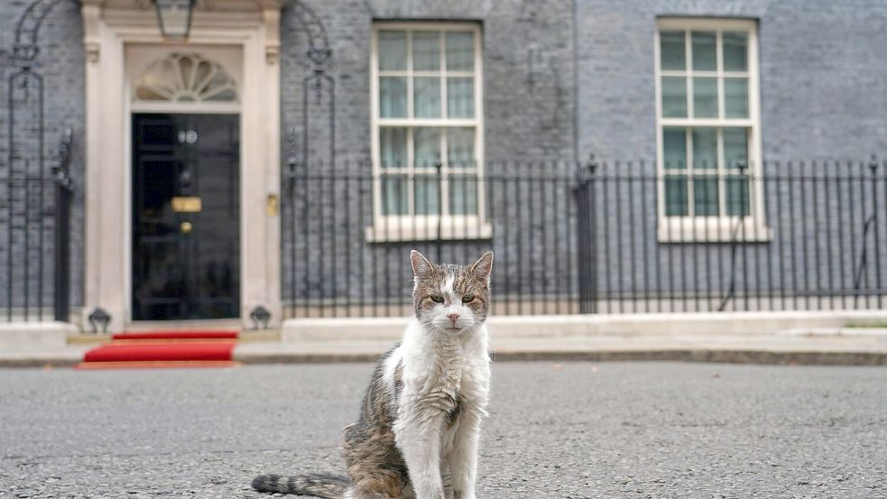 Kater Larry stiehlt Staatsgästen gerne mal die Schau. (Archivbild) Foto: Alberto Pezzali/AP/dpa