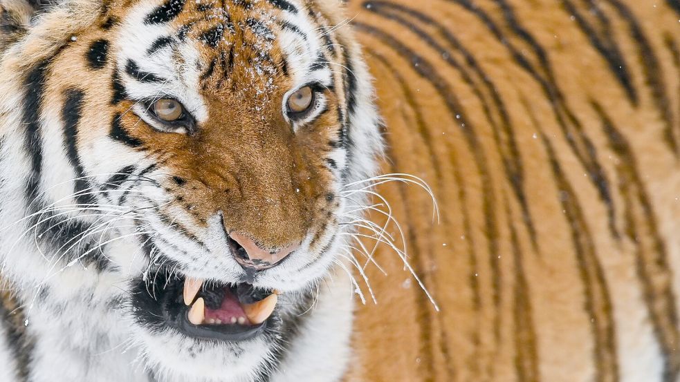 Der sibirische Tiger oder Amur-Tiger ist die größte Raubkatze der Welt. In einem Zoo in England wurde ein Mann von einem der Tiere getötet, nachdem er dessen Gehege betreten hatte. (Illustration) Foto: Patrick Pleul/dpa-Zentralbild/dpa