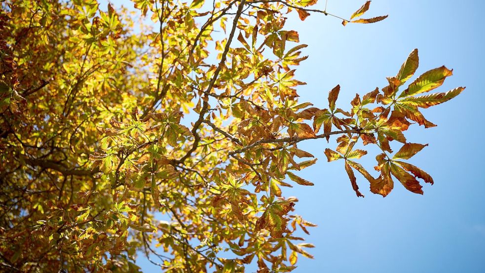 Der Deutsche Wetterdienst sagt für Montag und Mittwoch freundlicheres Herbstwetter vorher.  Foto: Katharina Kausche/dpa