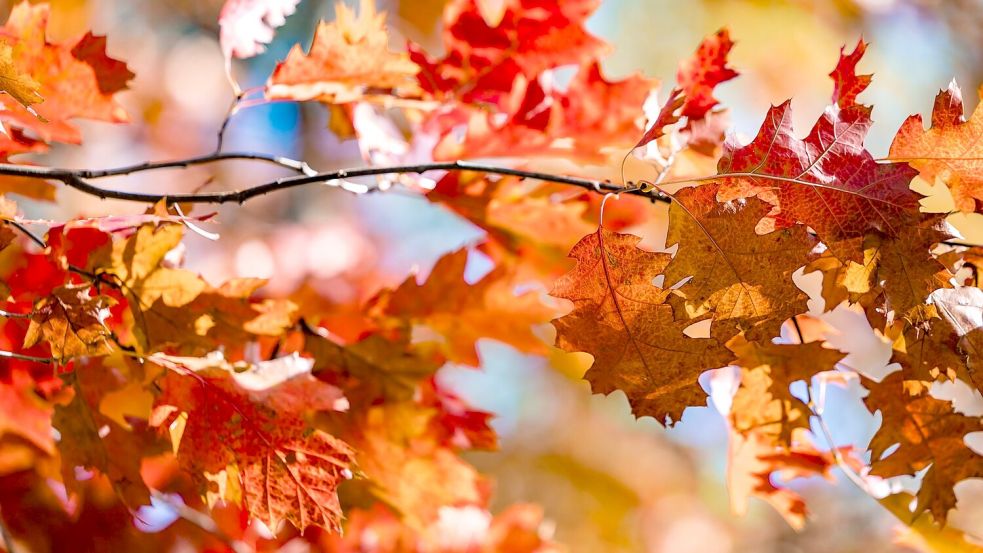 Deutschland darf sich über goldene Oktobertage freuen. (Symbolbild) Foto: Frank Hammerschmidt/dpa