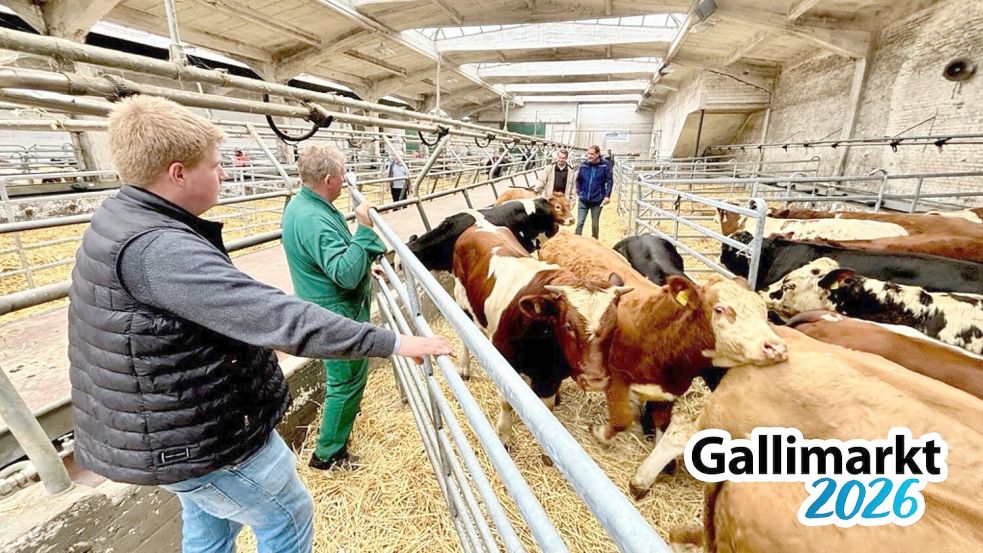 Am Dienstagnachmittag hat der Viehauftrieb in der Ostfrieslandhalle begonnen. Foto: Klaus Ortgies