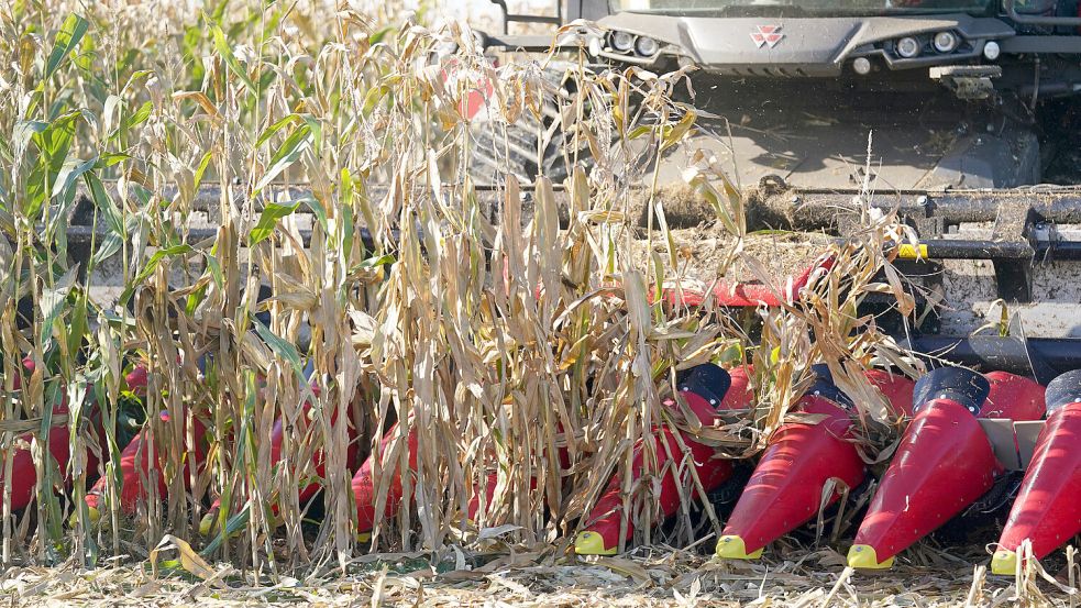 Mais wird in Ostfriesland hauptsächlich als Silomais, also als Futter für Tiere, angebaut. Foto: DPA/Marcus Brandt