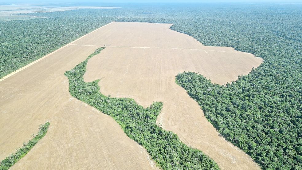 Weitere Gründe für die Rodung riesiger Flächen sind in Brasilien der Anbau von Soja sowie die Viehhaltung. Foto: Larissa Schwedes/dpa