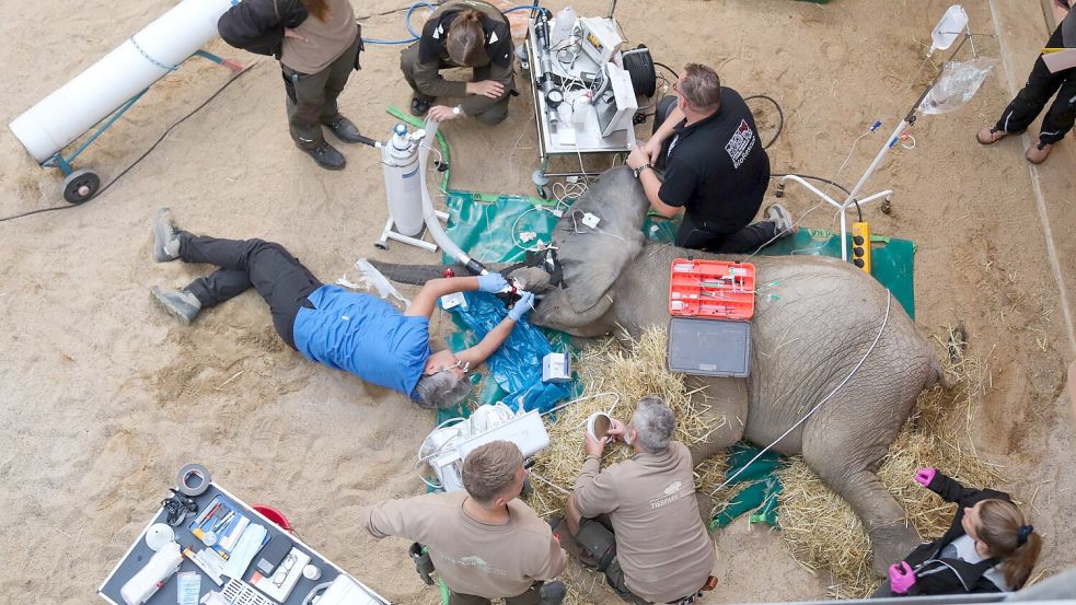 Ein gebrochener Stoßzahn, bei dem das Zahnmark freiliegt, ist immer ein medizinischer Notfall, sagte Yves Debosschere, der die Behandlung durchführte (Handout).  Foto: Tierpark Berlin/dpa