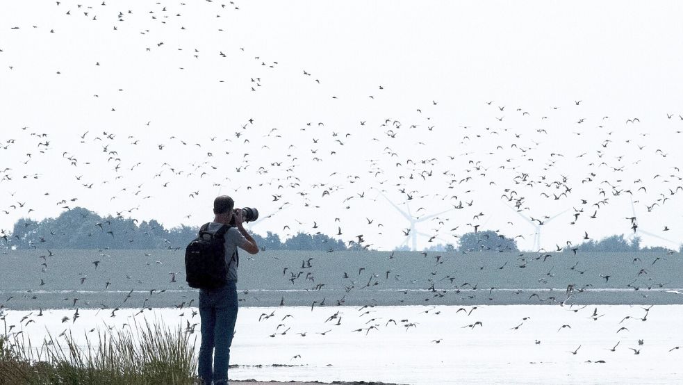 Zahlreiche Vögel machen sich jetzt auf den Weg in wärmere Gefilde. Bei ihrer Rast im Wattenmeer kann man sie beobachten. Foto: Sina Schuldt/dpa