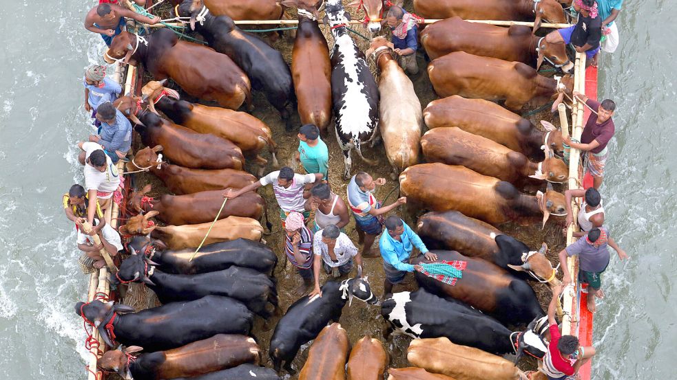 In Bangladesch sind Kühe für viele Menschen die wichtigsten Nutztiere. Das weiß auch die EU. Foto: IMAGO/ZUMA Press Wire