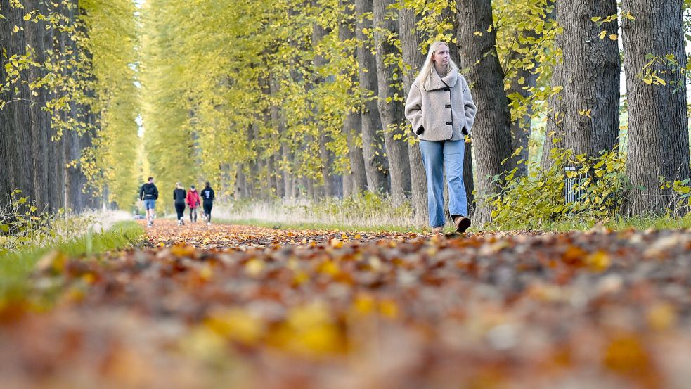 Bei einem Spaziergang im Park wunderschön – auf dem eigenen Gehweg kann es anstrengend sein: buntes Herbstlaub. Foto: Klaus Ortgies/Archiv