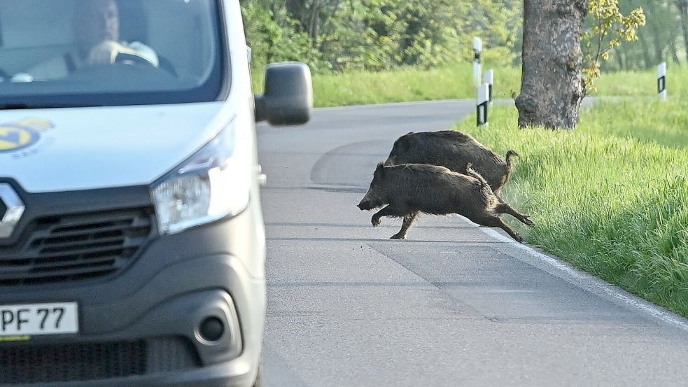 Nicht nur für die Tiere, auch für Autofahrer können Zusammenstöße gefährlich werden. (Symbolbild) Foto: Patrick Pleul/dpa-Zentralbild/dpa