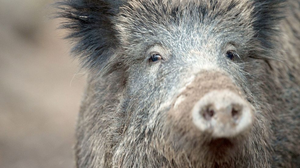 Gehört in Berlin inzwischen ins Stadtbild: das Wildschwein. Nicht immer läuft das konfliktfrei. Foto: dpa/Lino Mirgeler