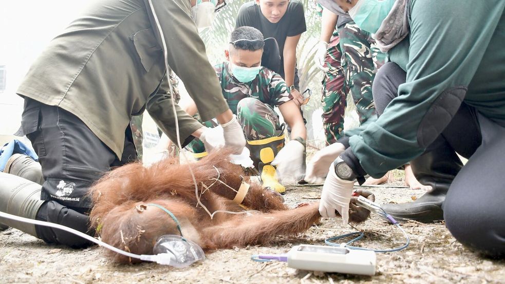 Ein gerettetes Jungtier trug schwere Verbrennungen davon. Foto: -/Borneo Orangutan Survival/dpa