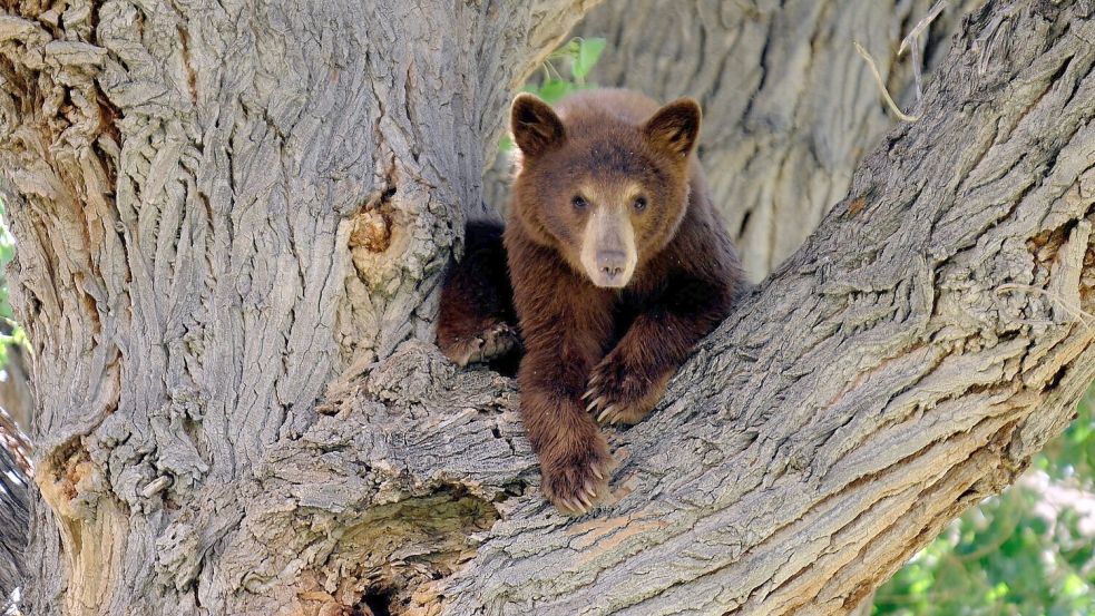 Es war nicht dieser Bär, der wegen eines Hundes auf einen Baum kletterte. Die Geschichte aus den USA begeistert das Internet. (Symbolbild) Foto: picture alliance / dpa
