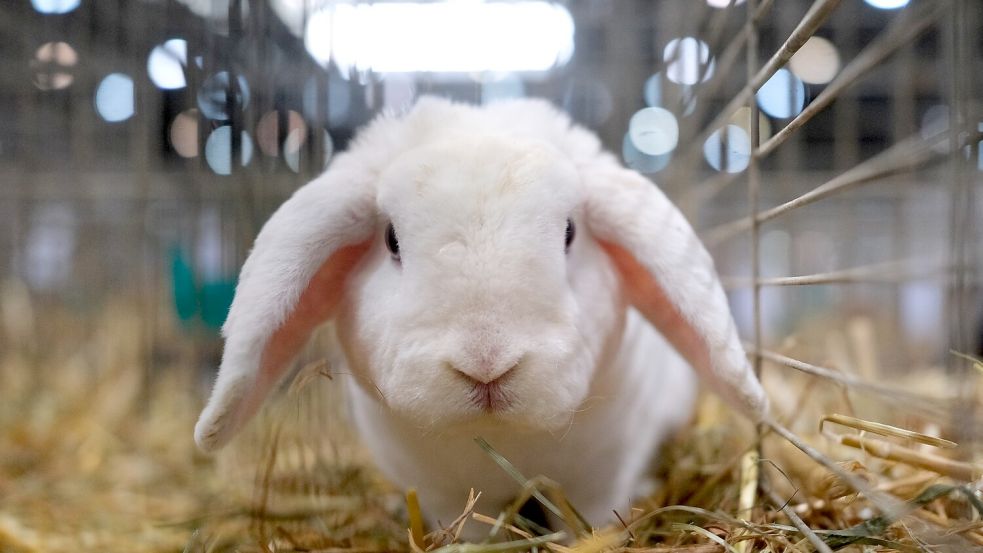 Ein Kaninchen der Rasse „Deutsche Zwergwidder“ in seinem Käfig. In Apen und Ihrhove sind an diesem Wochenende Kaninchenschauen. Foto: Sebastian Willnow/dpa