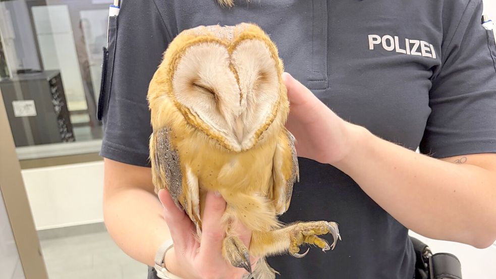 Die Polizei taufte die Eule kurzerhand "Till" und übergab das geschwächte Tier einer fachkundigen Falknerin. Foto: Polizei