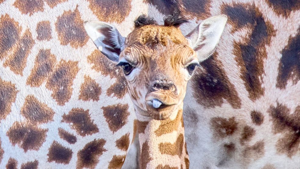 Das kleine Giraffenmädchen ist erst ein paar Tage alt. Foto: Jens Büttner/dpa