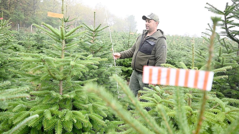 Der Vorsitzende des Christbaumverbandes Baden-Württemberg, Sebastian Fertig, steht in einer Anpflanzung von Weihnachtsbäumen in Mudau im Norden Baden-Württembergs. Foto: Bernd Weißbrod/dpa