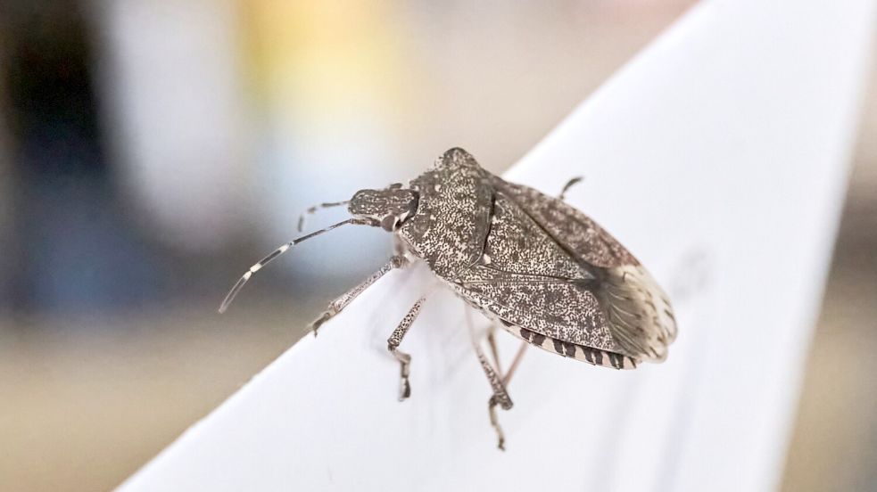 Sie wollen ins Warme: Stinkwanzen kommen im Herbst vermehrt in die Wohnungen. Foto: Sina Schuldt/dpa