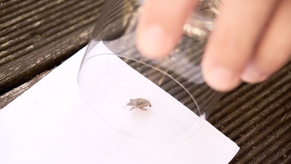 Einfangen kann man sie am besten mit einem Glas und einem Stück Papier. Foto: Sina Schuldt/dpa