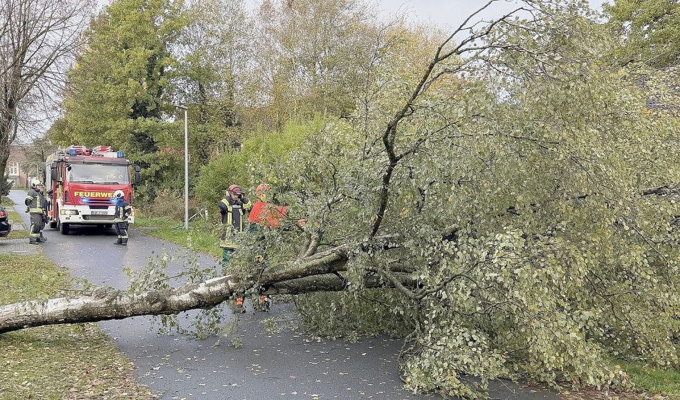 Der umgestürzte Baum an der Fritz-Reuter-Straße in Aurich. Foto: Daniel Gerock/Feuerwehr Aurich