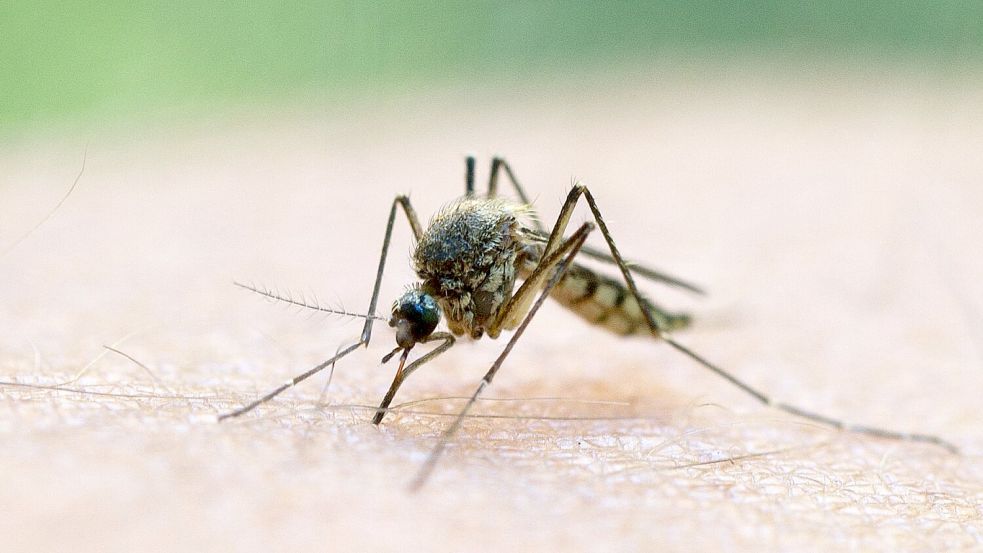 In Deutschland wird das Virus vor allem durch heimische Culex-Mücken übertragen. (Symbolbild)  Foto: Patrick Pleul/dpa