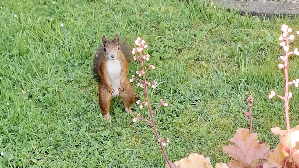 Ganz schön mutig: Dieses Eichhörnchen hat M. Wiltfang in Greetsiel getroffen. Foto: Privat