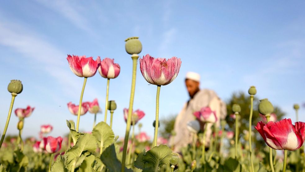 Der Opiumanbau ist in Afghanistan nach UN-Angaben im vergangenen Jahr wieder stark angestiegen. (Archivbild) Foto: Rahmat Gul/AP/dpa