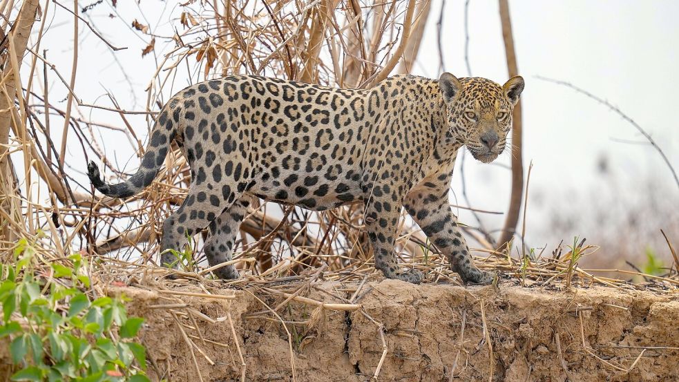 Jaguare in Brasilien sind laut UN ein Beispiel für eine Erfolgsgeschichte beim Schutz und Wiederaufbau von Ökosystemen. Foto: Andre Penner/AP