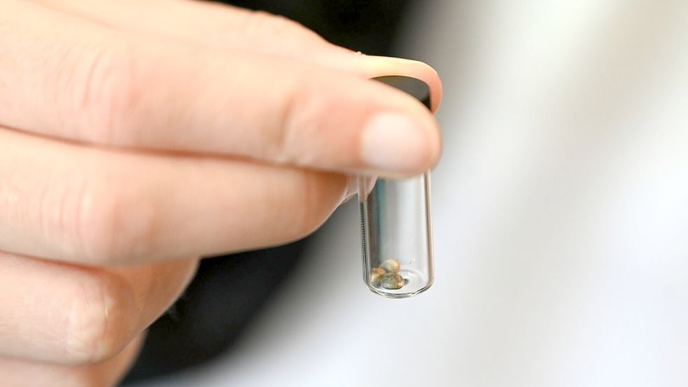 Von Behörden beschlagnahmte Süßigkeiten enthielten Tetrahydrocannabinol (THC), einen Cannabis-Wirkstoff mit berauschender Wirkung. (Symbolbild) Foto: Michael Brandt/dpa