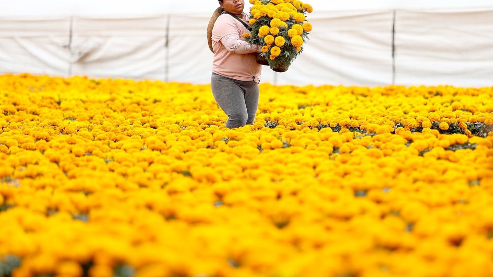 Die Studentenblumen werden auch verwendet, um Gräber und Altäre in den Häusern zu dekorieren.  Foto: Francisco Canedo/XinHua/dpa
