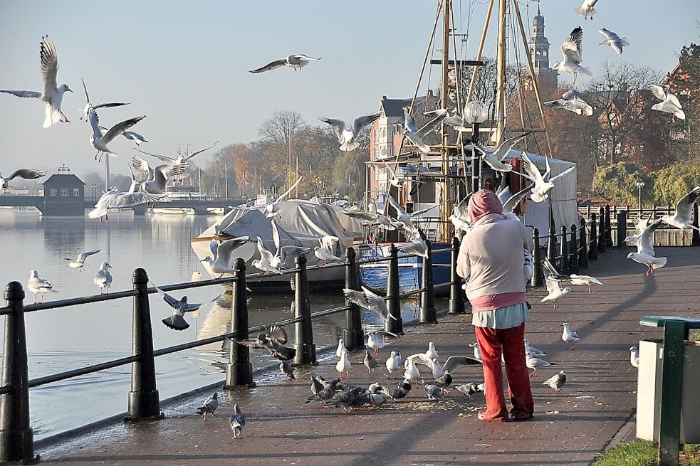 Wer Vögel füttert, lockt Ratten aus den Röhren OstfriesenZeitung