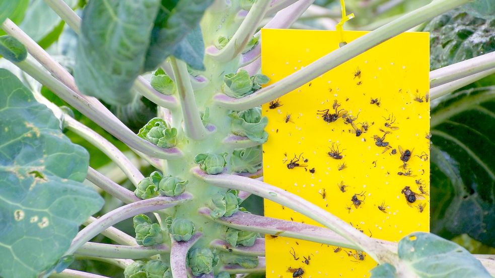 Kleine Fliegen im Blumentopf So bekämpfen Sie erfolgreich Trauermücken