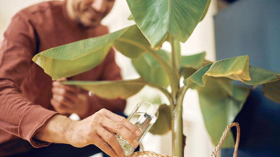 Mein Garten und ich: Kann man Blumen mit Mineralwasser gieen? -  Ostfriesen-Zeitung