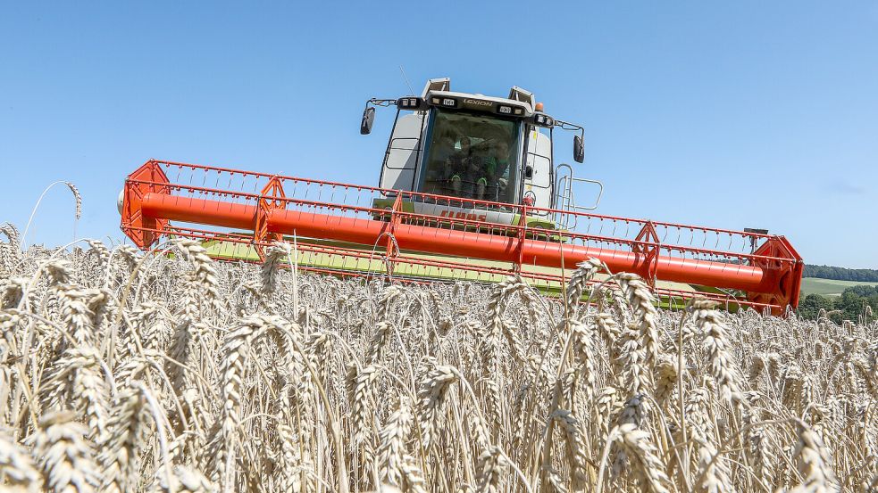 Hamburg: Trockenheit in der Landwirtschaft: Warum Dürre nicht gleich