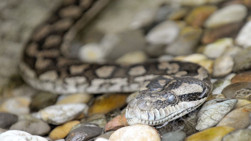 Brisbane: Weil er mit seiner Python surfte: Australier muss 1400 Euro ...