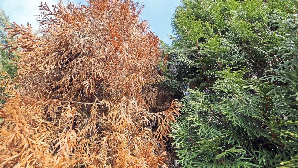 Braune Thuja Wieder Grn
