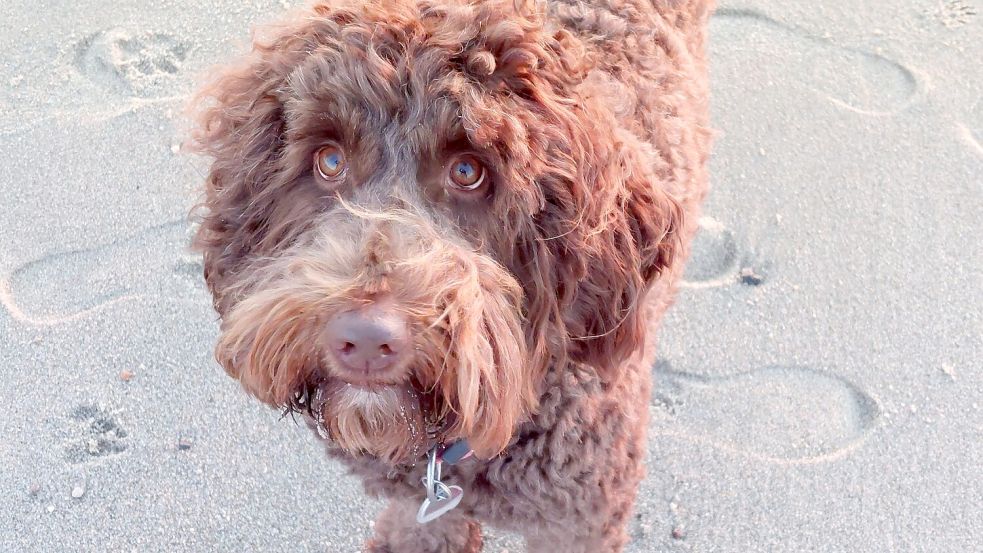 Finance: Dog tax in Hinte could double