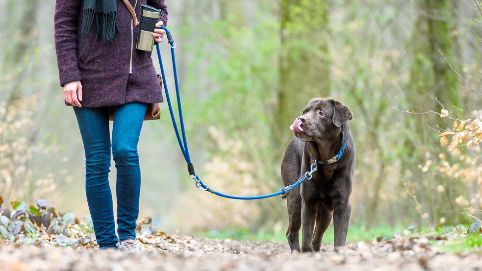 Finanzen: Es kommt doch nicht so dick für Hintes Hunde