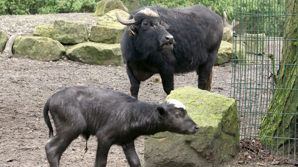 Season start: Thüle Zoo is looking for a name for a water buffalo calf